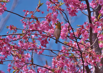 桜の蜜を吸うメジロの写真